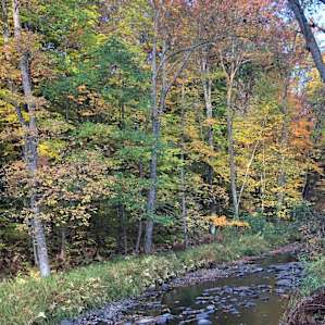 autumn beauty