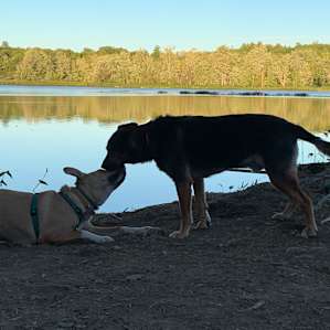 Our pups loved the spot, too!