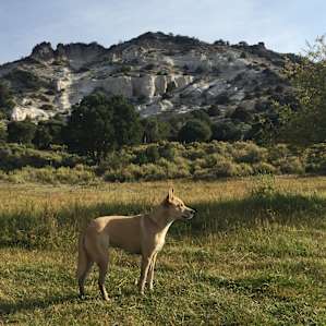 Our dog posing in front of the chalk cliffs