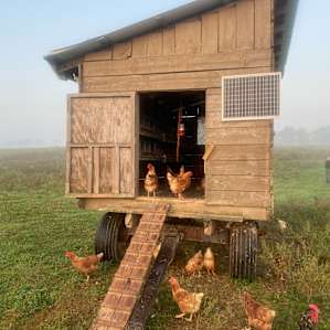 Chicken coop