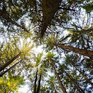 Stopping to admire the tree canopy