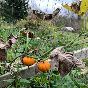 Paradise Farm Glamping