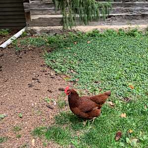 Paradise Farm Glamping