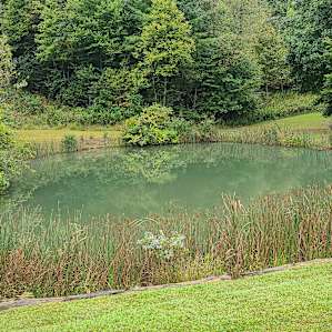 The fish pond