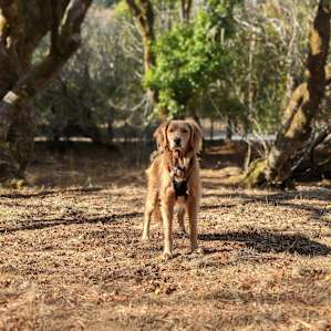 Their friendly golden retriever made for a welcome guest!