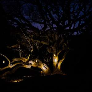Where the Fairies Live