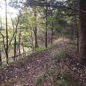 Woodsy Camping