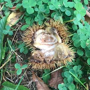 Chestnuts!