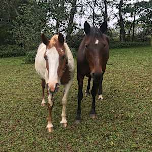 Tinkerbelle & Inky