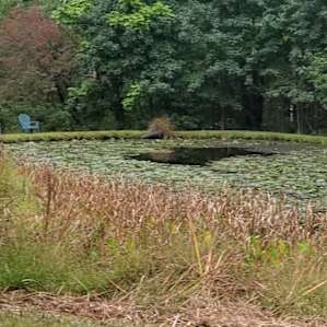 The pond