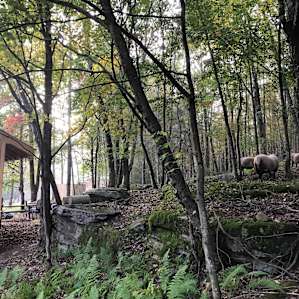 12 x 12 Cabin with a View