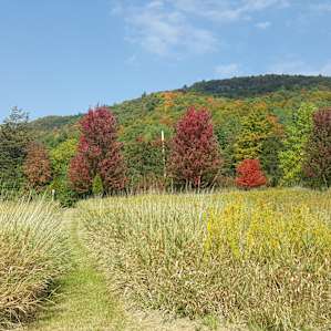 Fall colors - view from the walking paths