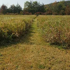 Peaceful walking paths around the meadow
