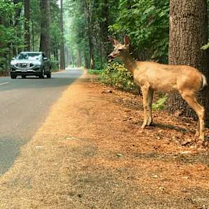 Wildlife everywhere!