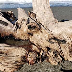 Some gorgeous pieces of drift wood, wish we could have brought this piece home with us!