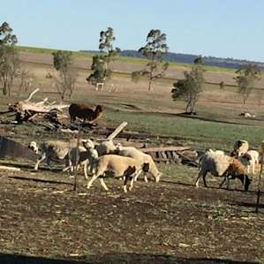 Farm animals