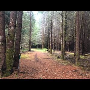 The beautiful forest of white fur