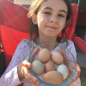 Fresh eggs are available for purchase!