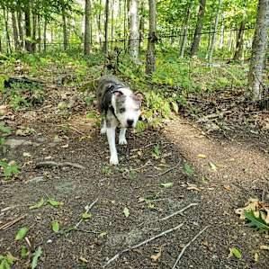 Time for a walk in the backyard.