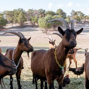 Bighorn Sheep & Mountain Goat Tipis