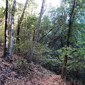 Secluded path into the woods