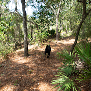 Paradise for our energetic dog