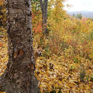 Moose Ridge Wild