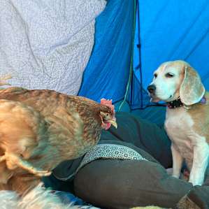 Love that I could bring my whole animal family!
