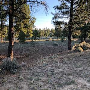 Southwest Sage and Pinon Pine
