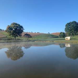 Views of woods, pond, and sunrise