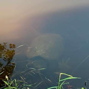 Beware the murky snapping turtles!