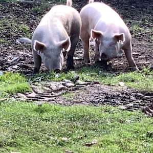 Organic Farm in the Pocono Mts.
