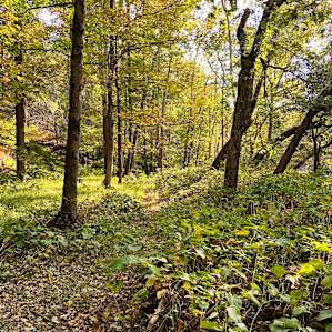 Creekside Camping 1