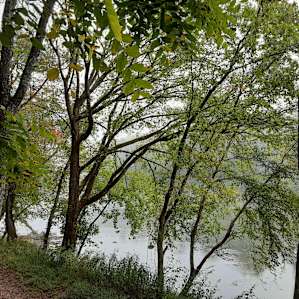 Cumberland River Shack