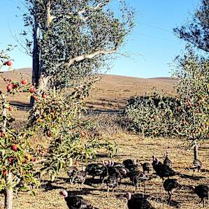 Turkeys and apples