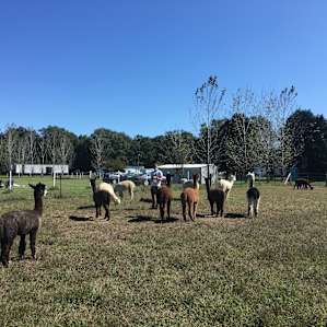 Alpacas could tell I wanted to play too much