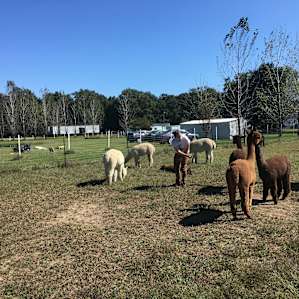 Alpaca Farm