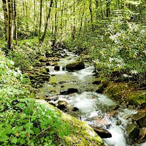 Waterfall Haven Campsite 12