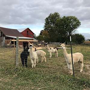 Alpacas