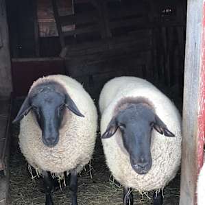 Sheep