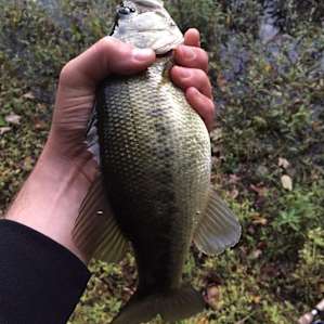 Nice big bass caught after only a few casts at the lake!