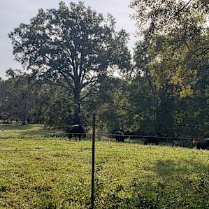 Wild Daisy Farm