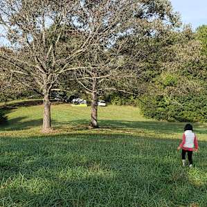 Wild Daisy Farm
