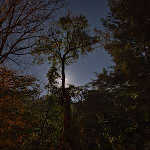 Full moon rising behind the trees of our site.