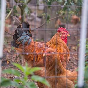 Farm chickens!