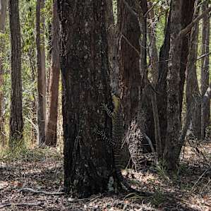 An abundance of goanna’s around, loved watching them walk on by.