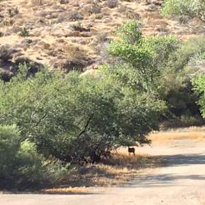 deers at front of the property!!!