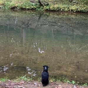 Creekacabana (Camp, Fish, Swim)