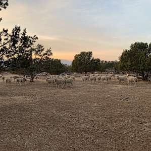 BAAAAAAAA!!!