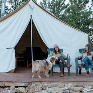 dog campers